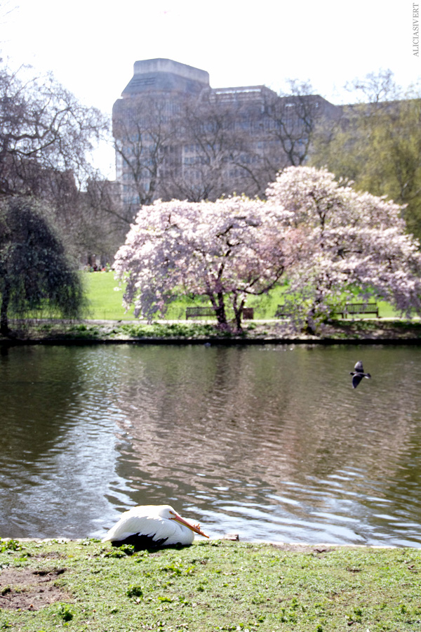 aliciasivert, alicia sivertsson, london, england, St. james's park, angry cinnamon bun, pelican, pelikan