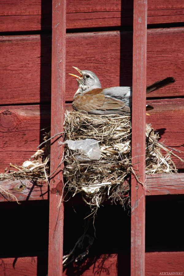 aliciasivert, alicia sivertsson, törnrosdalen, natur, björktrast, bo, nest, bird