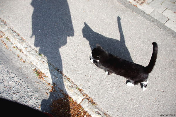 aliciasivert, alicia sivertsson, katt, promenad, cat, shadow, skugga, sällskap