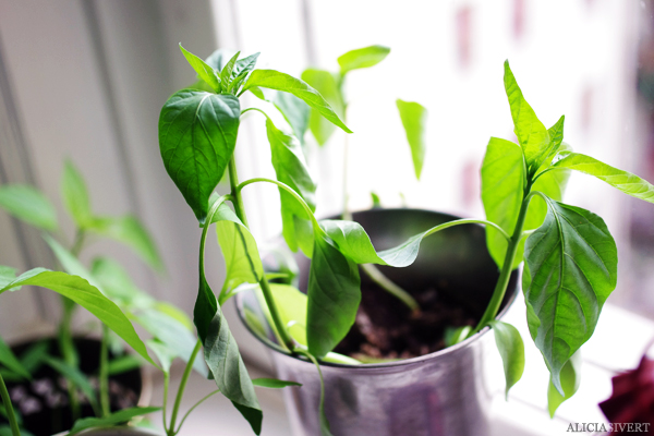 aliciasivert, alicia sivert, alicia sivertsson, odling, plantera, ekologisk paprika, paprikafrön, änglamarks ekologiska odlingsjord, kruka, skott, planta, plantor, paprikaplantor, plant, flowers, flower, sweet peppers