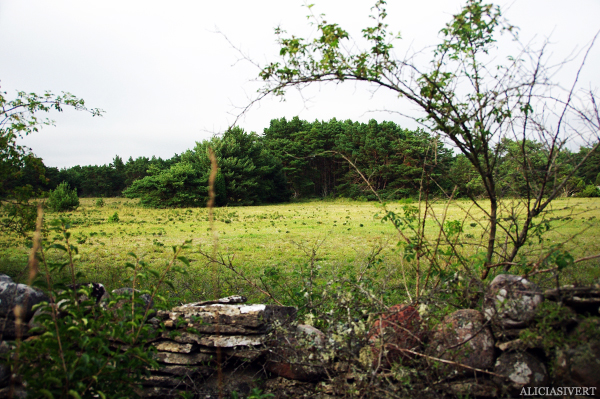 aliciasivert, alicia sivert, alicia sivertsson, gotland, äng, natur, nature, fields