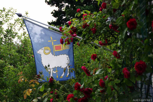 aliciasivert, alicia sivert, alicia sivertsson, gotland, gotlands flagga, flag, rosor, roses