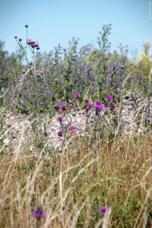 aliciasivert, alicia sivertsson, alicia sivert, gotland, semesterlivet, semester, holmhällar, natur, nature, växter, tistlar, tistel