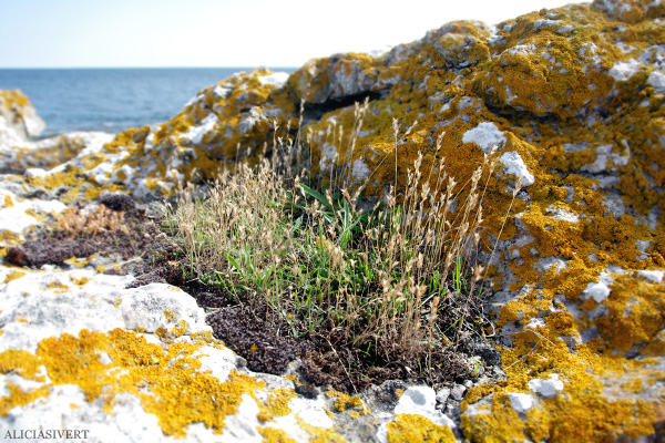 aliciasivert, alicia sivertsson, alicia sivert, gotland, semesterlivet, semester, landet, raukar, ö, hav, natur, ocean, sea, island, rocks, nature, sea stack