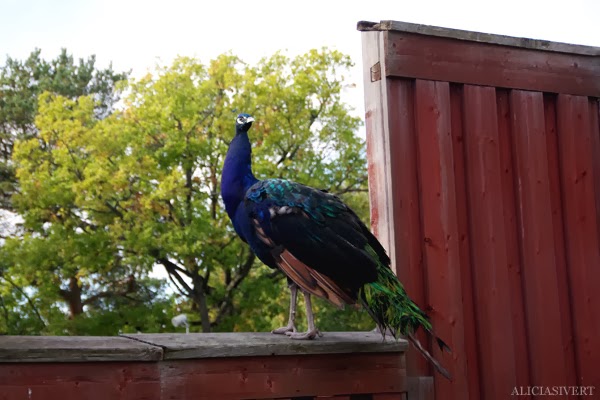 aliciasivert, alicia sivertsson, alicia sivert, skansen, skansens höstmarknad, marknad, höst, market, autumn, peacock, leo, påfågel