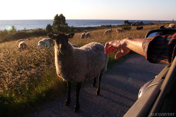 aliciasivert, alicia sivert, sivertsson, hoburgen, gotland, semesterlivet, får, lamm, sheep