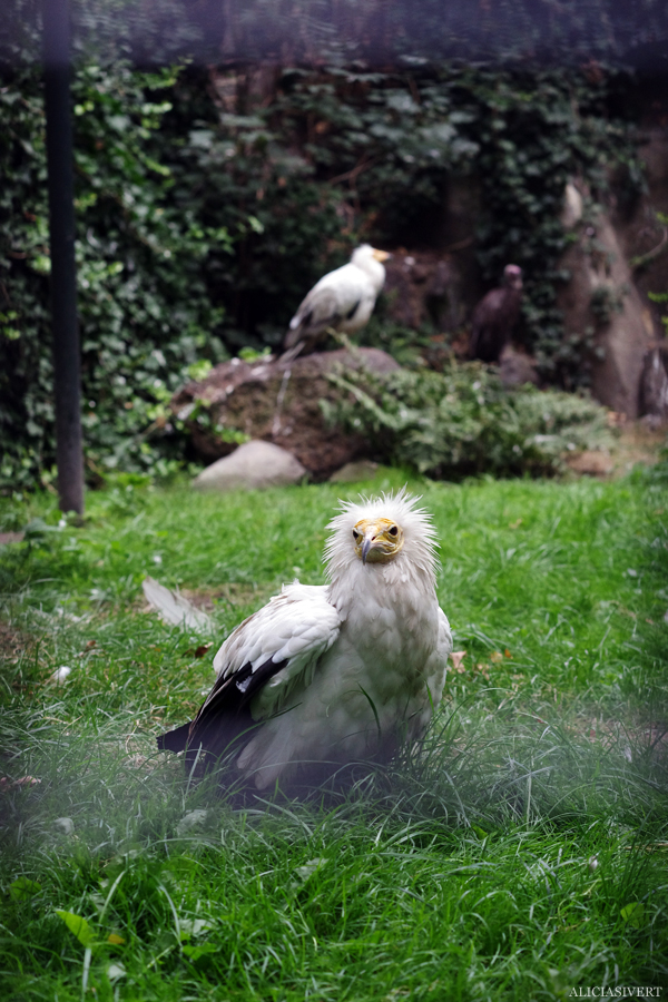 aliciasivert, alicia sivertsson, alicia sivert, berlin zoo, djurpark, djurhållning, instängda djur, djur i bur, cages, animal, animals, cage, bird, fågel