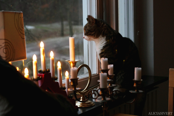 aliciaisvert, alicia sivert, alicia sivertsson, katt, katter, cat, cats, jul, advent, morgon, gryning, dawn, morning, christmas