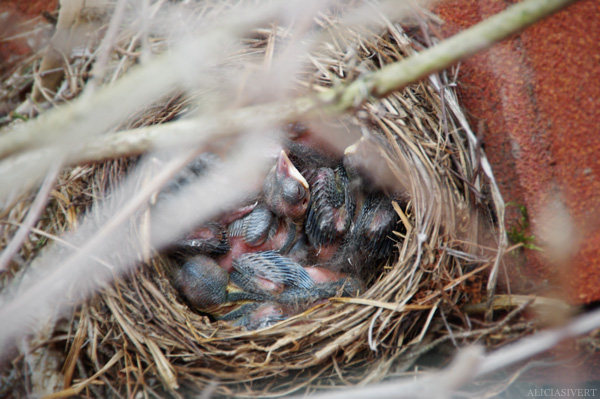 aliciasivert, alicia sivertsson, blackbird, bird, nest, birdnest, bird nest, birds, chick, chicks, nestlings, nestling, squeaker, squeakers, baby bird, baby birds, fågelbo, koltrast, koltrastbo, koltrastungar, fågelungar, fågelunge, unge, ungar, vår