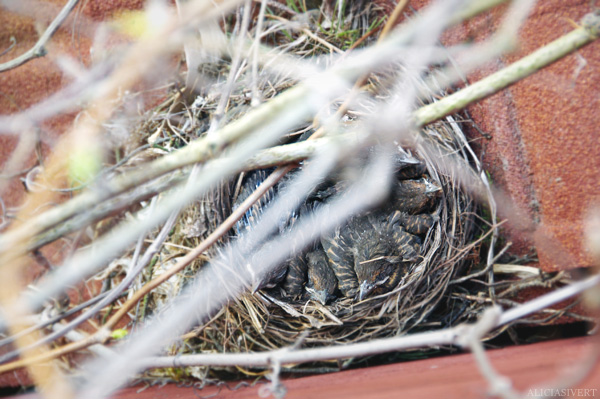 aliciasivert, alicia sivertsson, blackbird, bird, nest, birdnest, bird nest, birds, chick, chicks, nestlings, nestling, squeaker, squeakers, baby bird, baby birds, fågelbo, koltrast, koltrastbo, koltrastungar, fågelungar, fågelunge, unge, ungar, vår