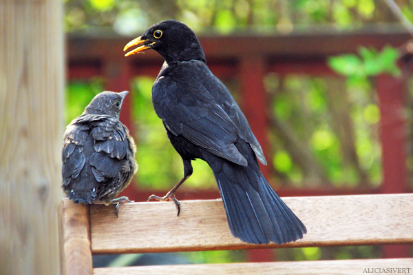 aliciasivert, alicia sivertsson, blackbird, bird, nest, birdnest, bird nest, birds, chick, chicks, nestlings, nestling, squeaker, squeakers, baby bird, baby birds, fågelbo, koltrast, koltrastbo, koltrastungar, fågelungar, fågelunge, unge, ungar, vår, småfågelbefrämjandet