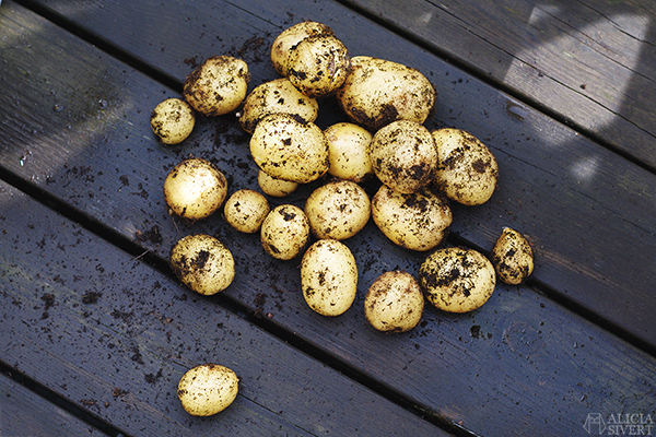 odla potatis på balkong i hink aliciasivert alicia sivert odling balkongodling'