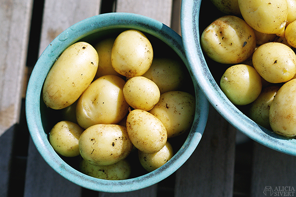 odla potatis på balkong i hink aliciasivert alicia sivert odling balkongodling