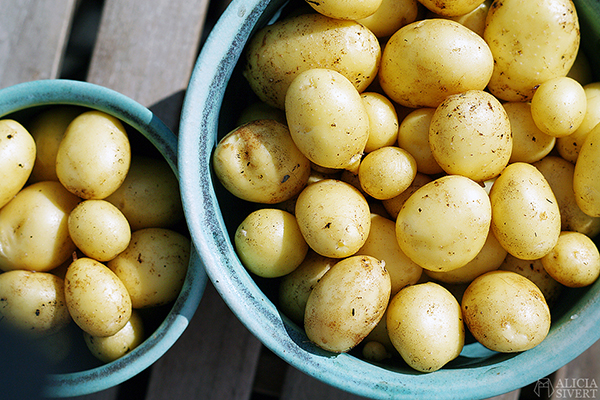 odla potatis på balkong i hink aliciasivert alicia sivert odling balkongodling