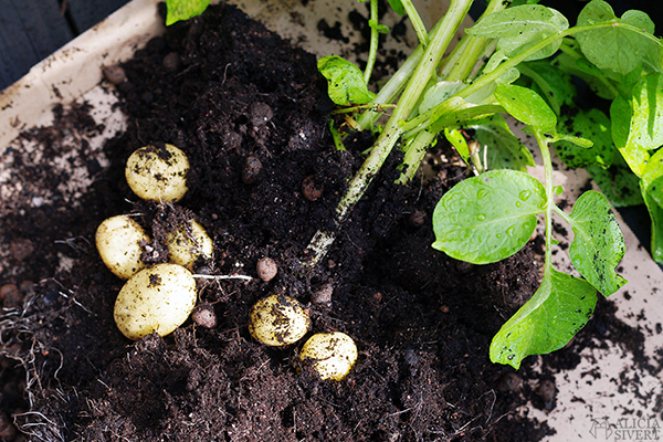 odla potatis på balkong i hink aliciasivert alicia sivert odling balkongodling