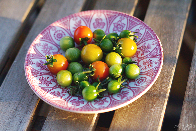 aliciasivert alicia sivertsson sivert odla grönsaker på balkong paprika tomat tomater potatis inreda inredning ljung ljuslykta ljusslinga armeringsjärn spaljé balcony grow home grown poatoes sweet peppers tomatoe tomatoes heather