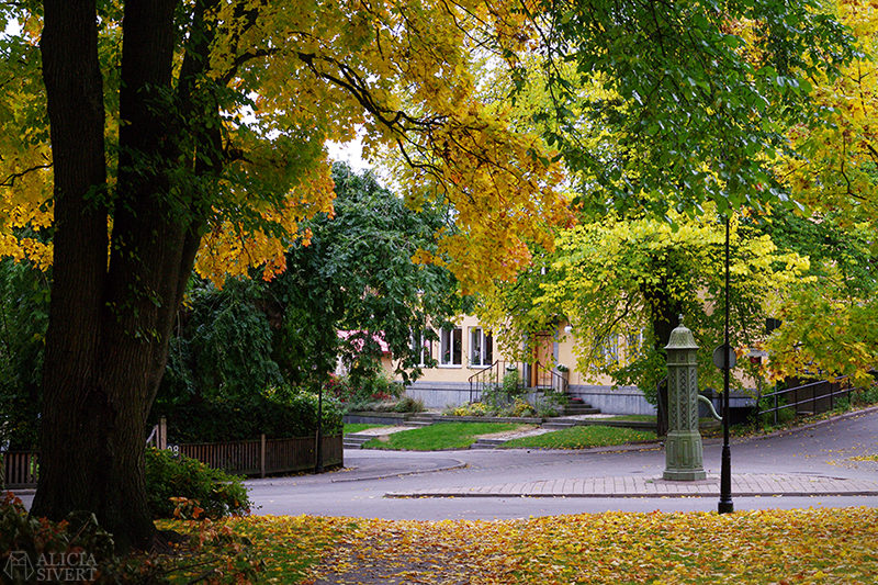 aliciasivert alicia sivert alicia sivertsson höst autumn djurgården stockholm oktober october promenad walk yellow leaf leaves gula löv blad