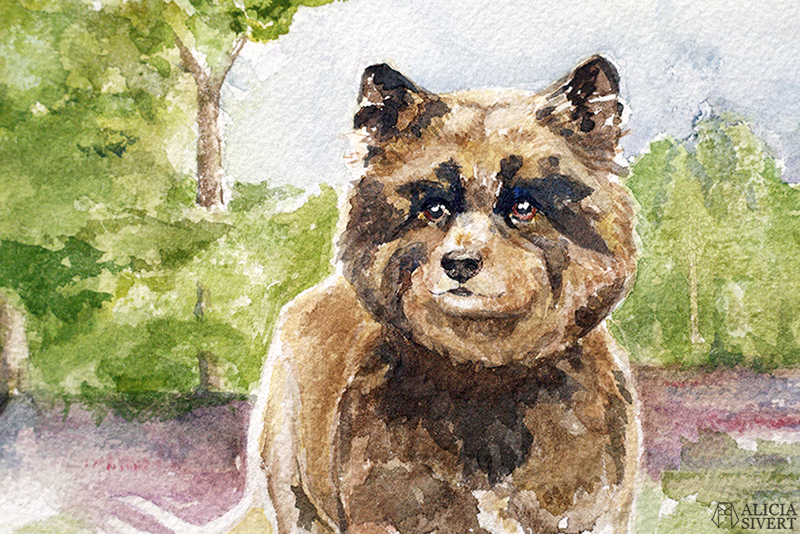Kevät, finsk lapphund i akvarell