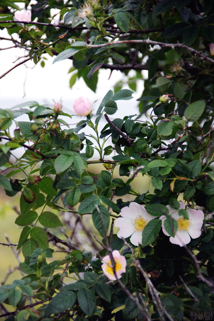 skilj på syfte, mål och löfte när du planerar din framtid aliciasivert alicia sivertsson nyponros ros gotland blommor