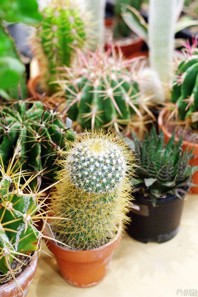 aliciasivert alicia sivert sivertsson trädgårdsmässa stockholmsmässan mässa mässan trädgård trädgårdar odling balkong kruka krukor krukväxt krukväxter odla blommor älvsjö inspiration utställning monter butik kaktus kaktusar