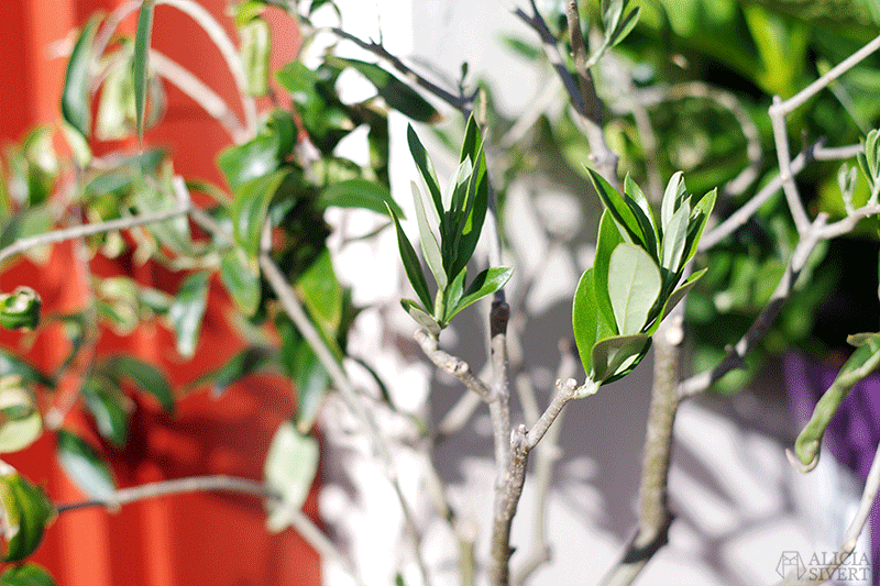 aliciasivert alicia sivert sivertsson odla på balkong balkongodling odling trädgård inspiration inreda inredning kruka krukor det norske hageselskap hage på balkongen olivträd oliv