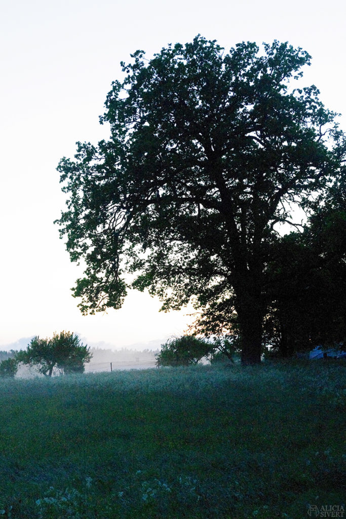 uttersberg dimma fog dusk skymning sommarkväll sommarnatt kväll äng gräs grass dagg