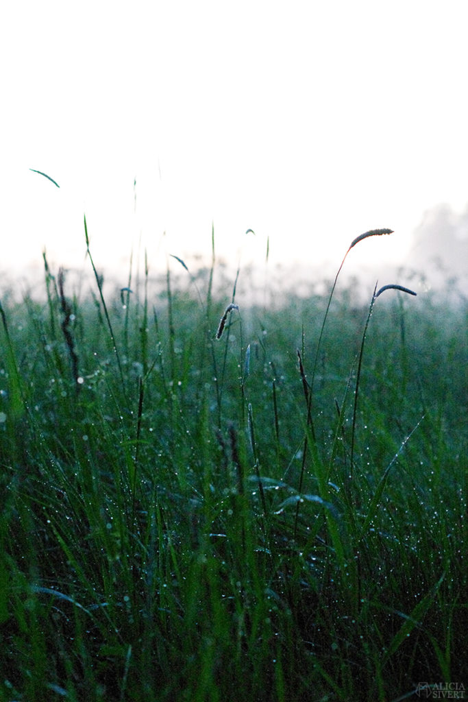 uttersberg dimma fog dusk skymning sommarkväll sommarnatt kväll äng gräs grass dagg
