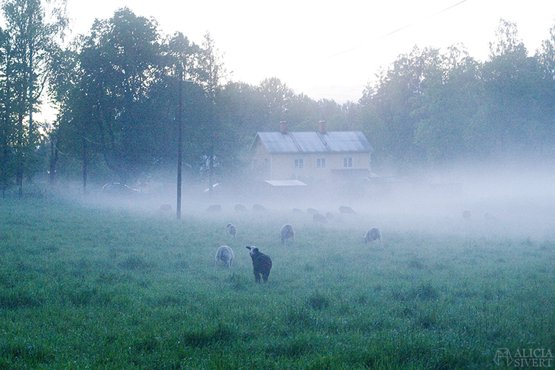 uttersberg dimma fog dusk skymning sommarkväll sommarnatt kväll äng gräs grass dagg får sheep lamm