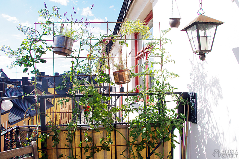 odla odling balkongodling på balkong balkongen i hink kruka tomat tomater spaljé armeringsnät armeringsjärn