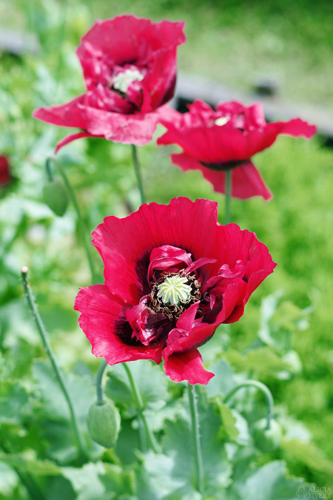 aliciasivert alicia sivert alicia sivertsson djurgården stockholm utflykt utflyktsmål friluftsmåleri rosendals trädgård slott