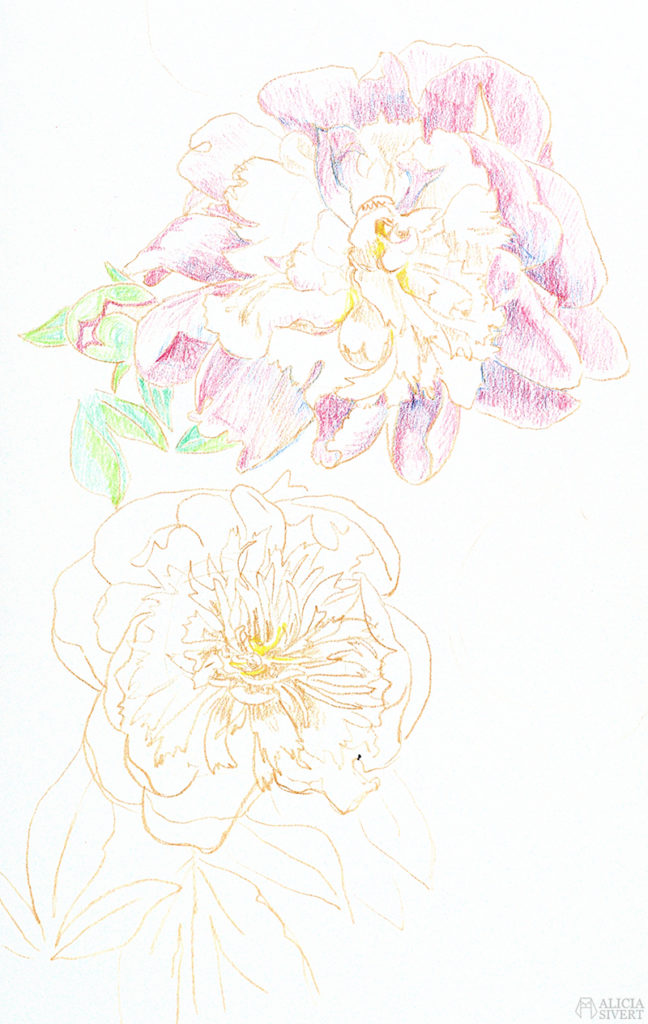 Teckningsutmaningen i juni, foto av Alicia Sivertsson. aliciasivert teckning teckningar teckna rita skiss skissa skapa skapande utmaning kreativitet skaparutmaning bloggutmaning månadsutmaning kreativ penna pennor akvarellpenna akvarellpennor pion pioner blomma blommor illustration