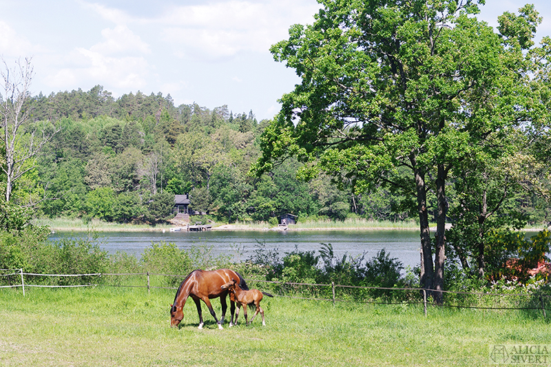 vad ska jag göra i sommar sommarplan sommarplaner att göra i sverige på sommaren sommarlov sommarlovsplaner semester semesterplaner ledig ledighet