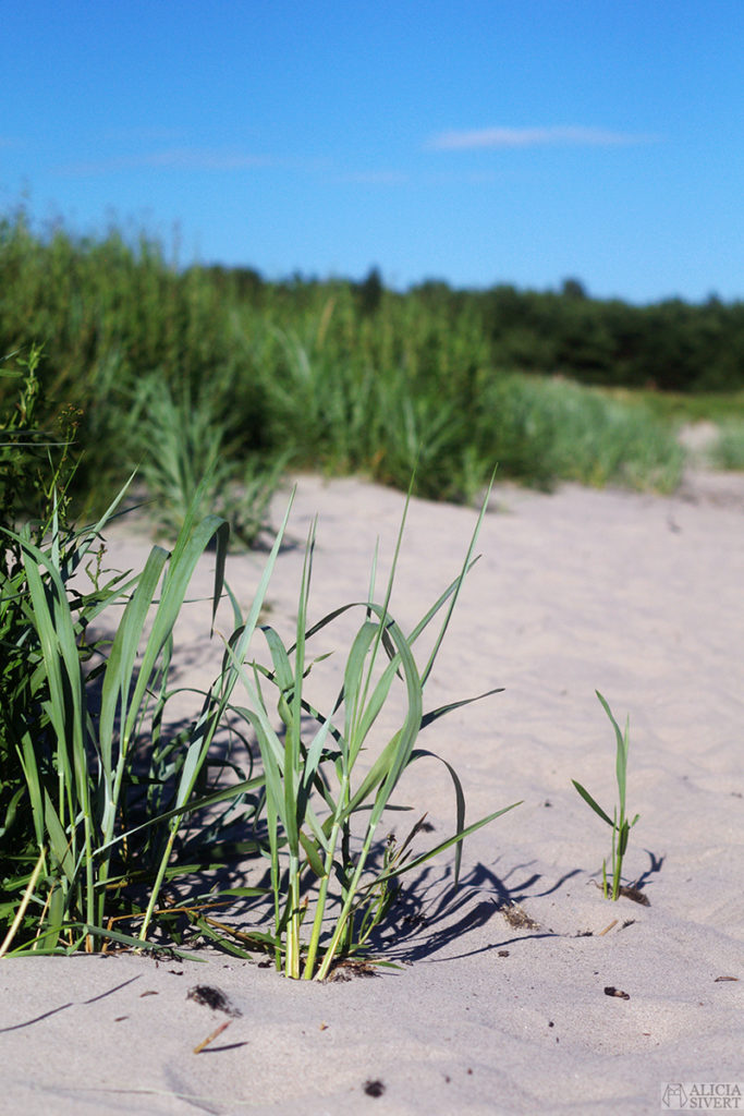 gotland vad ska jag göra i sommar sommarplan sommarplaner att göra i sverige på sommaren sommarlov sommarlovsplaner semester semesterplaner ledig ledighet