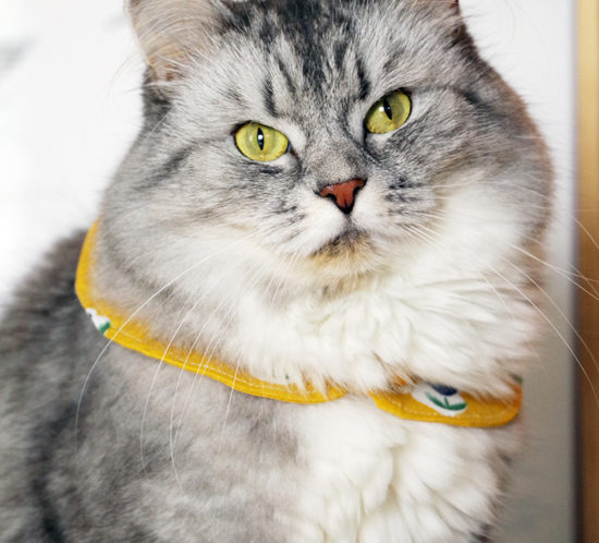 aliciasivert.se alicia sivert aliciasivert sivertsson sy sytt sydd sömnad gul gult små blommor återbruk begagnat tyg skapa själv diy sybingo18 sybingo sypeppen kattkrage katten Tofslan krage till katt