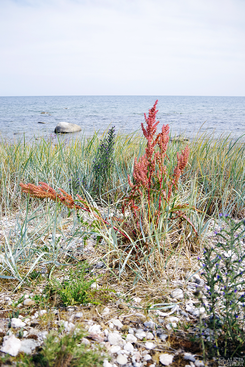 strand Gotland aliciasivert.se
