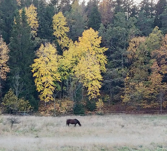 Häst. Promenad i Gustavsbergs hamn, vid skymningen en gyllene höstafton. Foto av Alicia Sivertsson - aliciasivert.se