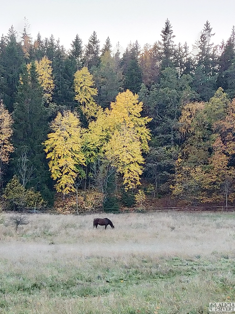 Häst. Promenad i Gustavsbergs hamn, vid skymningen en gyllene höstafton i oktober. Foto av Alicia Sivertsson - aliciasivert.se