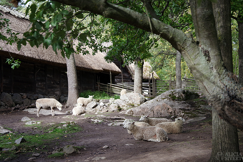 Skansens höstmarknad 2018, Skansen, marknad, höst, 1900-tal, sekelskifte, får