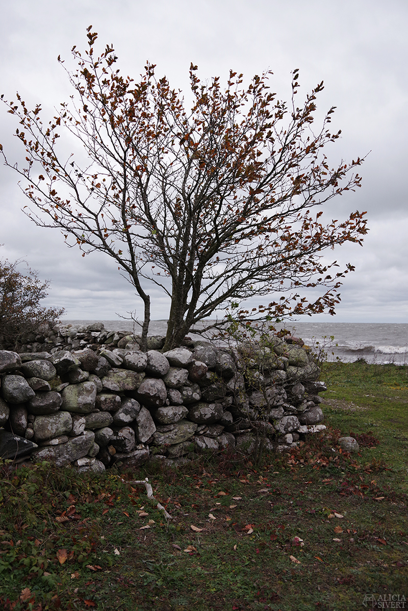 Höst på södra Gotland. Foto av Alicia Sivertsson. Alicia sivert aliciasivert aliciasivert.se sudret storsudret nore stenvast träd vast mur norebod fiskeläge