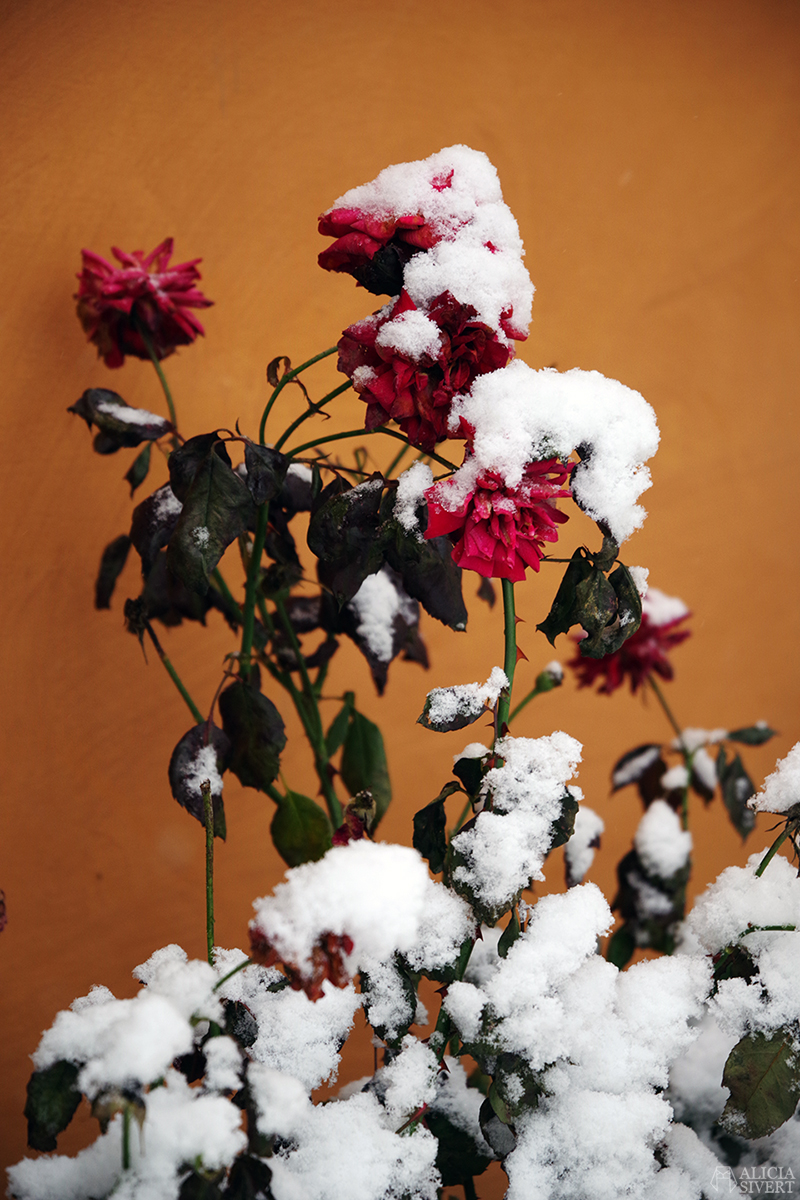 december snö stockholm jul rosor ros