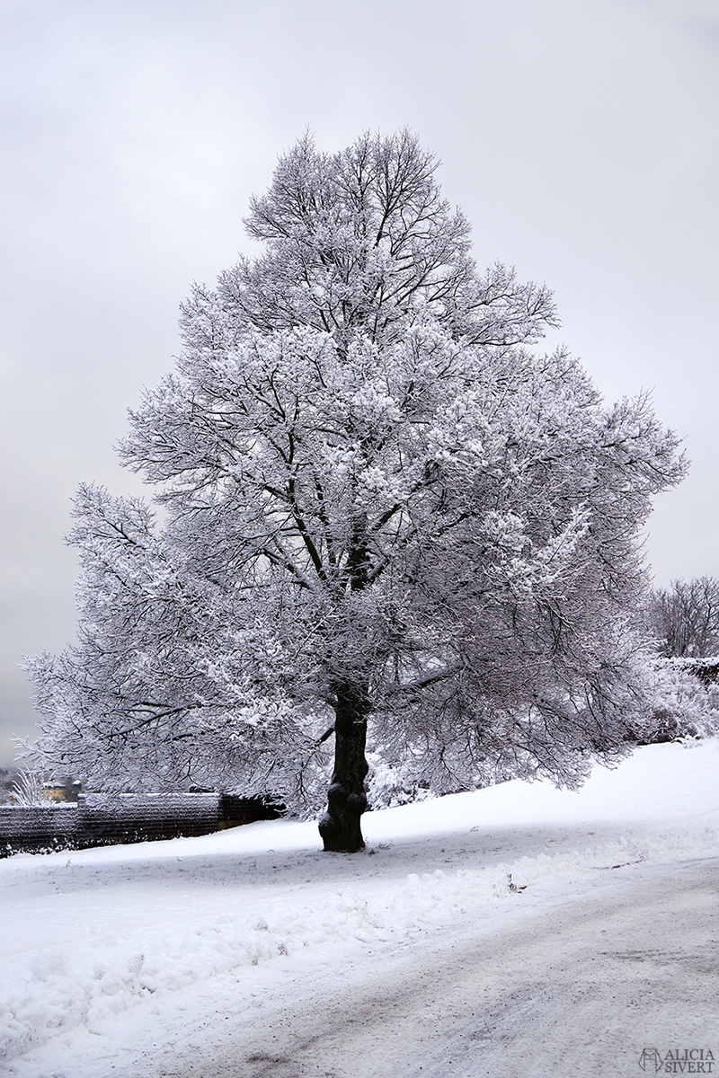 december snö stockholm jul träd