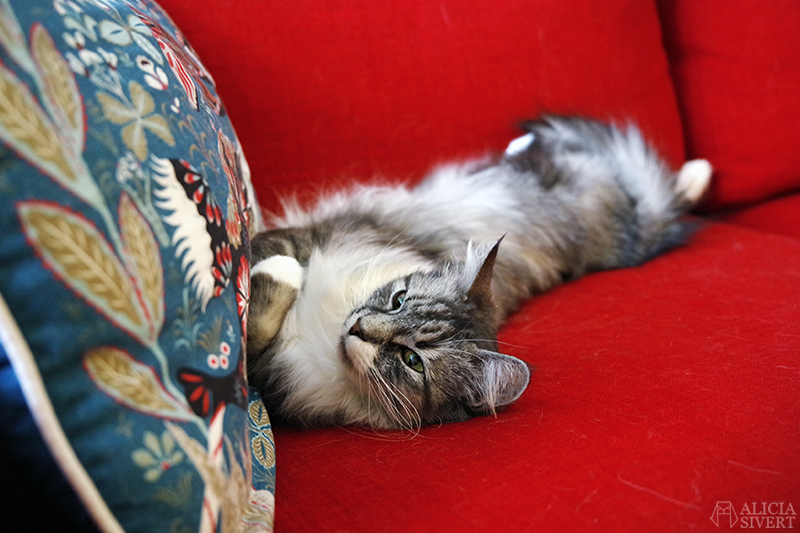 Katten Vifslan i soffan, foto av Alicia Sivertsson - www.aliciasivert.se