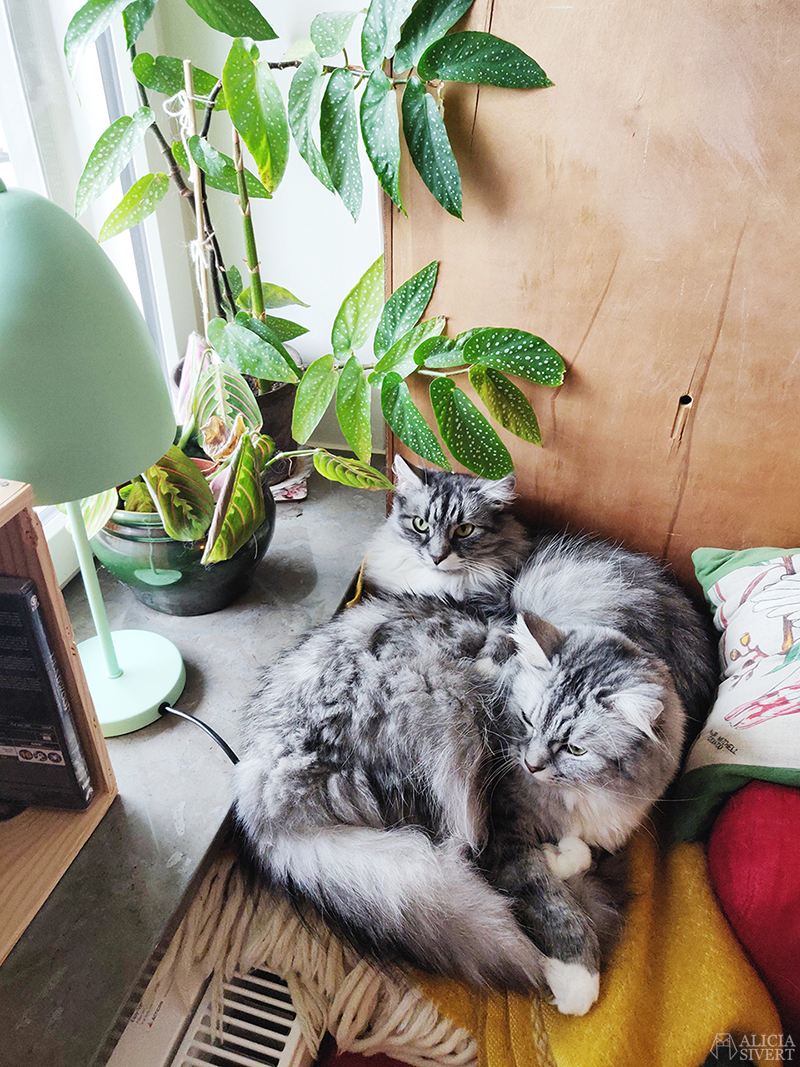 Kattgos - www.aliciasivert.se Mars är - www.aliciasivert.se // katten Tofslan Vifslan katterna katter myser vilar gosar prickbegonia begonia prickiga blad