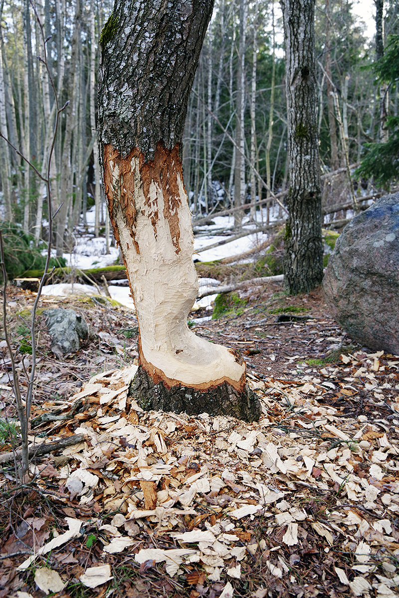 Ösbyrundan, Gustavsberg - www.aliciasivert.se // vårvinter promenad vandring runt Ösby träsk bäver träd