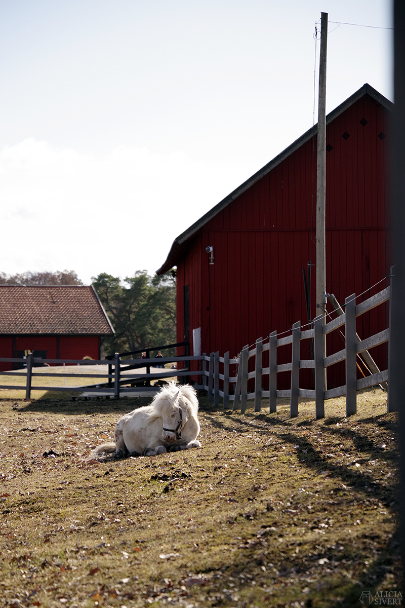 Rönninge by i Täby, foto av Alicia Sivertsson - www.aliciasivert.se // shetlandsponny shettis ponny häst