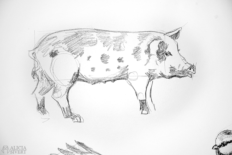 Blyertsskisser av Alicia Sivertsson - www.aliciasivert.se // djur teckning skiss skisser teckningar blyerts blyertsskiss blyertsteckning gris linderödssvin svin