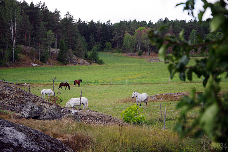 Nora gård på Värmdö - www.aliciasivert.se // värmdötips gårdsbutik loppis café fik fika natur idyll skärgården skärgård att göra i på utflykt utflytksmål besöka besök häst hästar