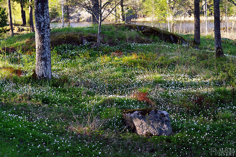 Vitsippor vid Kvarnsjön i Gustavsberg - www.aliciasivert.se // maj förra året