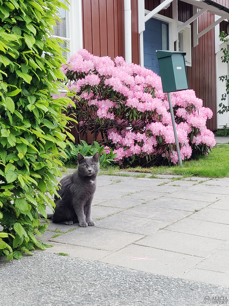 Grå katt framför rhododendronbuske - www.aliciasivert.se