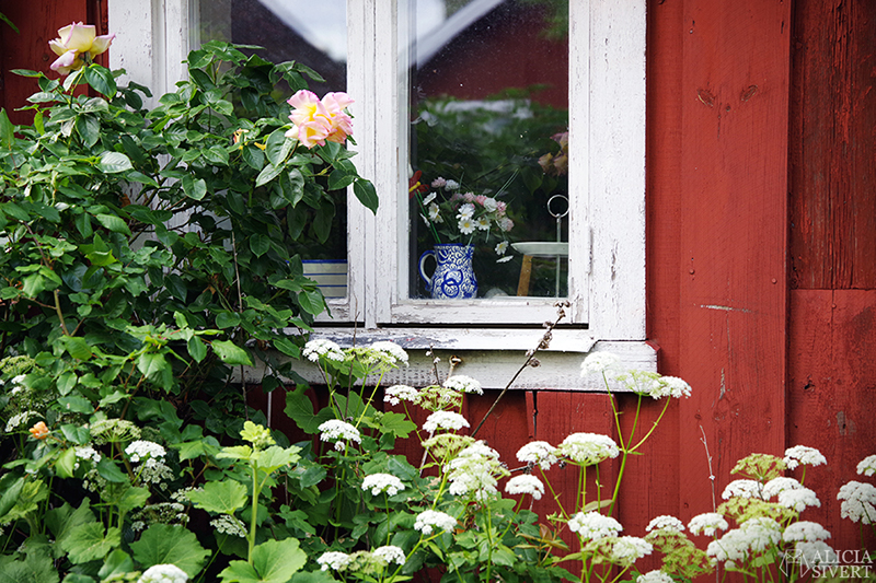Blå kanna i fönster, en sommardag på Sandön - www.aliciasivert.se